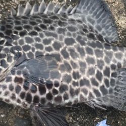 サビキ釣りでファミリーフィッシング